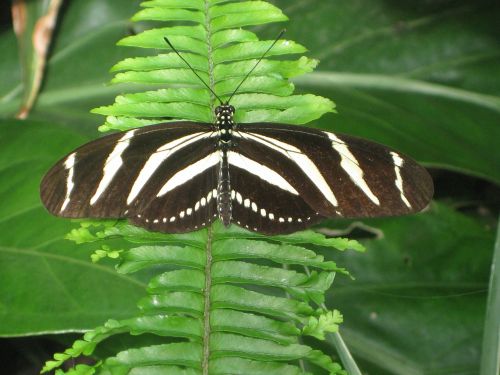 Drugelis, Vabzdys, Gyvūnas, Papartis, Gamta, Juoda, Balta, Zebra Longwing, Heliconian Heliconius, Drugeliai, Edelfalter, Nymphalidae