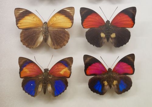 Drugelis, Vabzdys, Gamta, Drugelio Muziejus, Lepidoptera, Drugeliai Łuskoskrzydłe