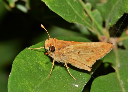 Drugelis, Ugnies Kapitonas, Sparnai, Vabzdys, Padaras, Gamta, Iš Arti, Klaida, Rudas Drugelis, Skraidantis Vabzdys, Sparnuotas Vabzdys, Sparnuotas, Lapai, Naktis, Biologija, Entomologija, Nariuotakojų, Hesperiinae, Hylephila Phyleus