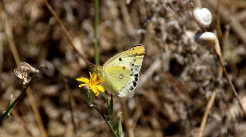 Drugelis, Geltona, Gėlė, Gamta, Insekta