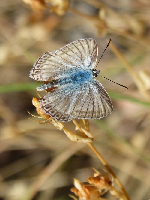 Drugelis, Hispanic Polyommatus, Mėlynas Drugelis, Lepidopteran