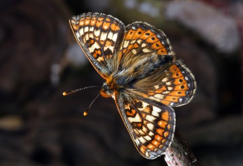 Drugelis, Makro, Vabzdys, Gamta, Lepidoptera