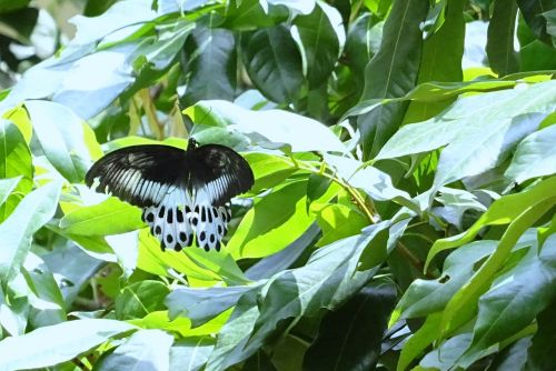 Drugelis, Vabzdys, Mėlynas Mormonas, Papilio Polymnestor, Didelis, Swallowtail Drugelis, Pietų Indija, Dharwad, Indija