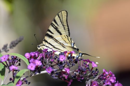 Drugelis, Tigrinis Popierius, Klaida, Gyvūnas, Drugelis Parkas, Gamta, Fauna, Gėlė, Spalva, Vabzdžiai, Papiljonas, Papilionas