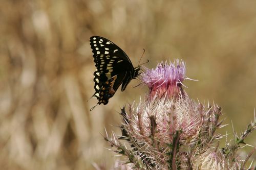 Drugelis, Swallowtail, Gėlė, Laukinė Gamta, Gamta, Makro, Vaizdingas, Juoda, Balta, Dėmės, Augalas, Spalvinga, Lauke, Vabzdys, Hillebrand, Žiedas, Žydėti, Nektaras, Žiedadulkės