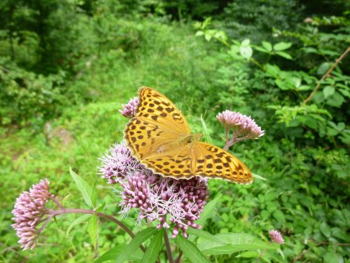 Drugelis, Oranžinė, Gėlė, Violetinė, Vabzdys, Uždaryti, Žiedas, Žydėti, Gamta, Gyvūnas, Fritillary, Sparnas, Makro