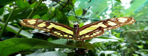 Drugelis, Lepidoptera, Kosta Rika, Gyvūnas