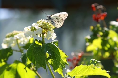 Drugelis, Viburnum, Vasara