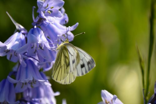 Drugelis, Pavasaris, Gėlės, Sodas, Violetinė