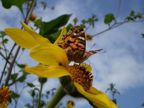 Drugelis, Čiulpti, Geltona Gėlė, Lepidoptera