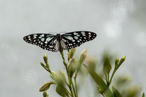 Drugelis, Vabzdys, Uždaryti, Makro