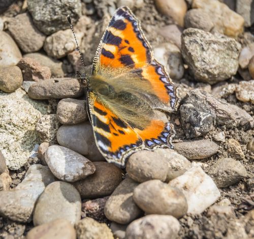 Drugelis, Lepidoptera, Gamta, Vabzdys, Spalvinga, Laukinė Gamta