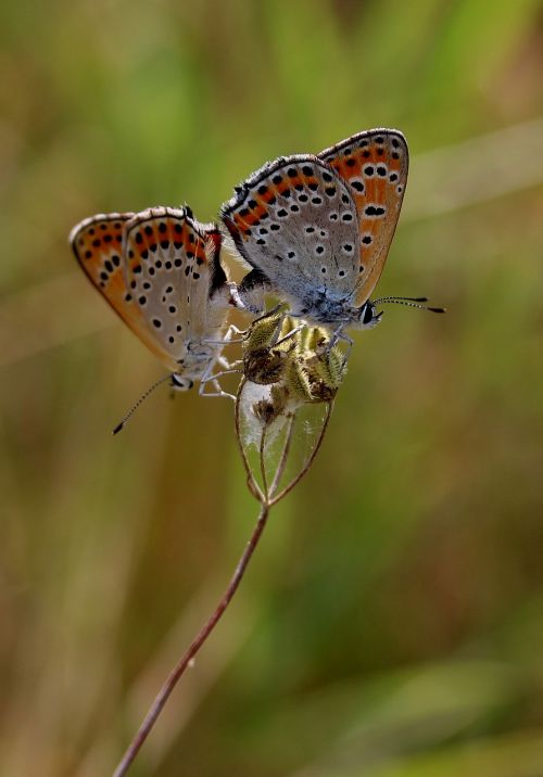 Drugelis, Pora, Poravimas, Raudona, Sparnai, Insekta, Gėlė, Dažymas