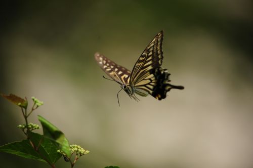 Drugelis, Skraidantis, Swallowtail Drugelis