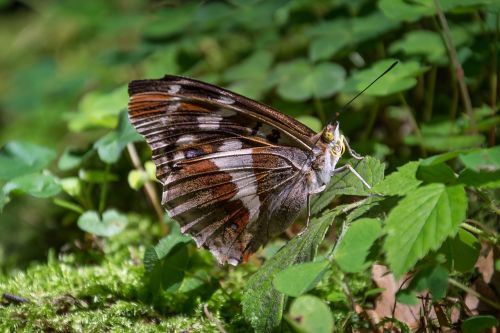 Drugelis, Makro, Diestel Falter, Gamta, Vabzdys, Edelfalter, Spalvinga, Gyvūnas, Uždaryti