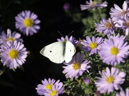 Drugelis, Gėlė, Makro