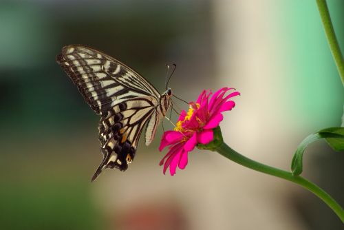 Drugelis,  Gamta,  Gėlės,  Vabzdžiai,  Lauke,  Swallowtail,  Wildflower,  Sparnas,  Prispausti,  Fiower,  Be Honoraro Mokesčio