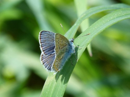 Drugelis,  Blue Butterfly,  Polyommatus Icarus,  Blaveta Municipalitetas,  Rhopalocera,  Vabzdys,  Pobūdį,  Lauke