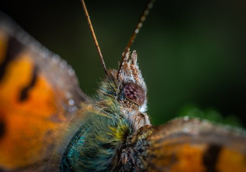 Drugelis,  Lepidoptera,  Makro
