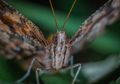 Drugelis,  Lepidoptera,  Makro