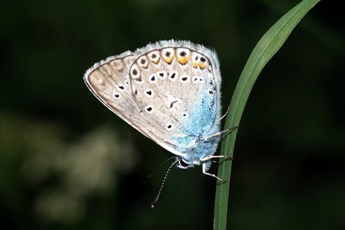 Drugelis,  Makro,  Pobūdį,  Vabzdys