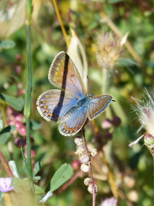 Drugelis,  Blue Butterfly Ir Oranžinės Spalvos,  Aricia Cramera,  Moreneta Pietų,  Vasara,  Brunetė,  Rhopalocera