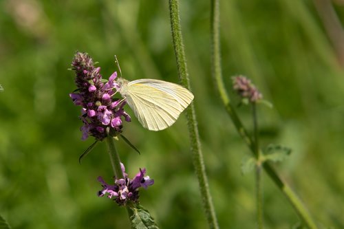 Drugelis,  Balta Molva,  Žiedas,  Žydi,  Makro,  Iš Arti,  Drugeliai,  Vabzdys,  Pobūdį,  Gyvūnija