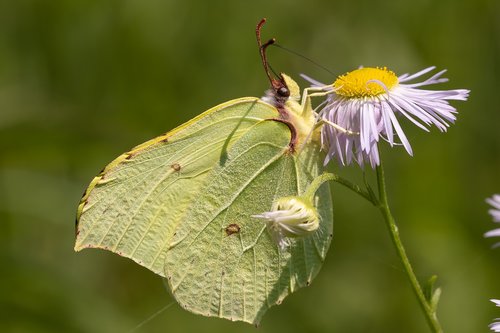 Drugelis,  Žiedas,  Žydi,  Straubliukas,  Iš Arti,  Makro,  Balta Molva,  Vasara,  Saulė,  Kelyje,  Miškas,  Meadow,  Citrinukas