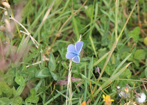Drugelis,  Blue Butterfly,  Pobūdį,  Vabzdžiai,  Mėlynas