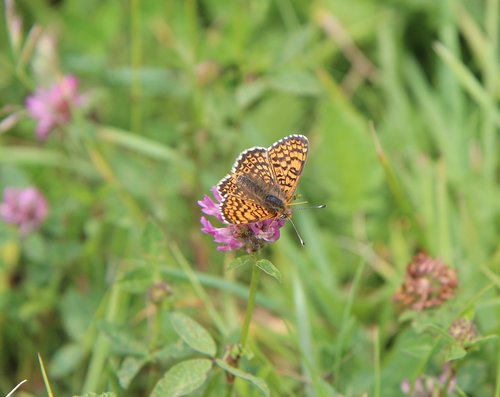 Drugelis,  Oranžinė Drugelis,  Drugelis Oranžinė,  Vabzdys,  Gamta