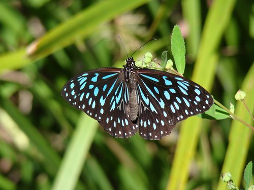 Drugelis,  Blue Butterfly,  Gamta