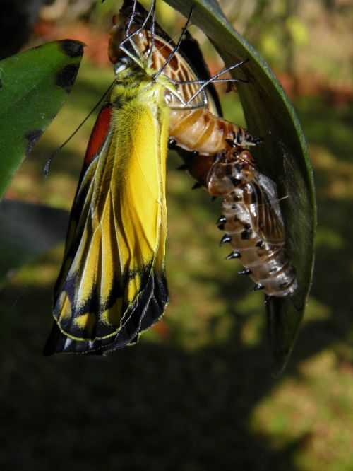 Drugelis, Chrysalis, Sodas, Tailandas