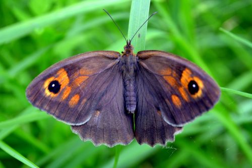 Drugelis, Insekta, Žolė, Žalias