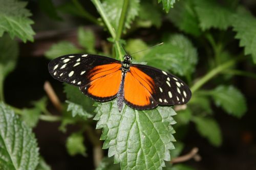 Drugelis, Oranžinė, Gamta, Žalias