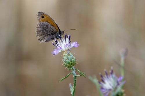 Drugelis, Fauna, Gamta