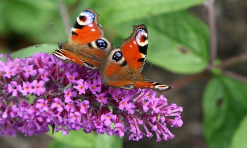 Drugelis, Påfågelsöga, Drugelis Krūmas, Syrenbuddleja