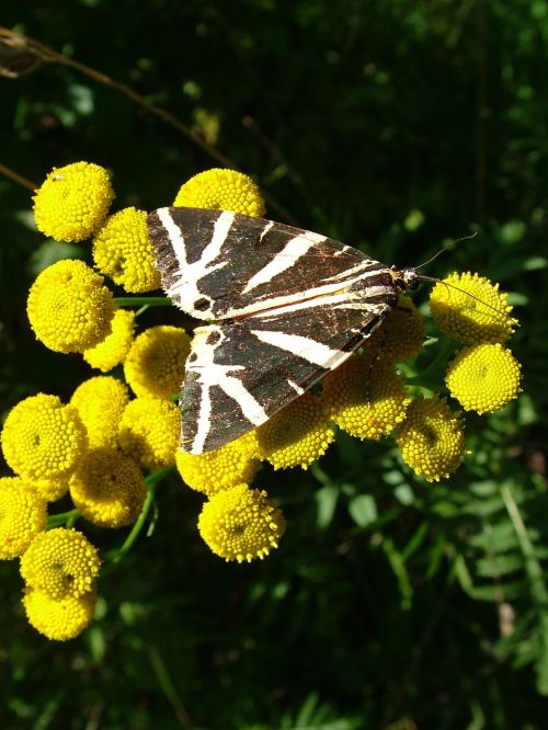 Drugelis, Gėlė, Vasara