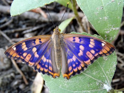 Drugelis, Mėlynas, Dažymas, Lapai, Insekta