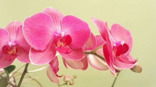 Drugelis Orchidėja, Orchidėja, Orchidėjos, Gėlė, Augalas, Kambarinis Augalas, Rožinis, Gamta