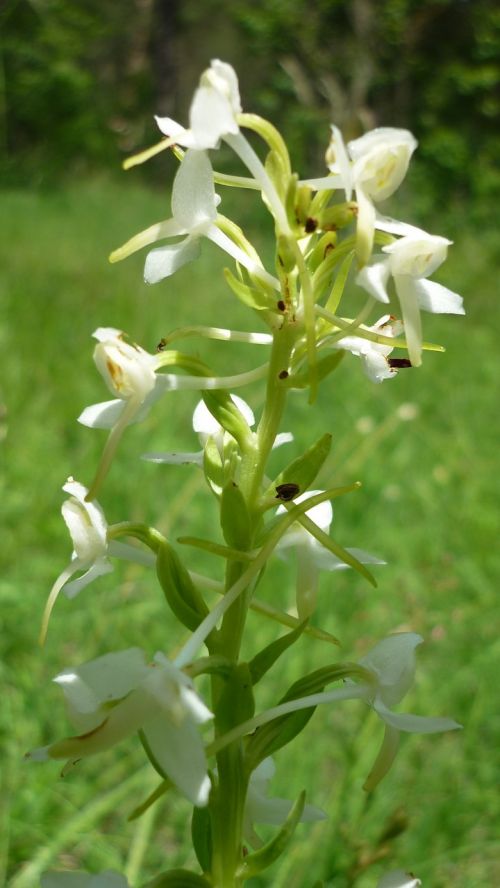 Drugelis Orchidėja, Vokiečių Orchidėja, Pieva, Balta, Apsaugotas