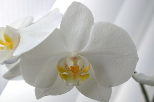 Drugelis Orchidėja, Melo Orchidėja, Phalaenopsis, Orchidėja, Žiedas, Žydėti, Balta, Geltona, Žydėti, Gėlė, Augalas