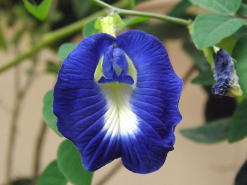 Drugelis Žirnis, Gėlė, Clitoria Ternatea, Mėlynas, Asija