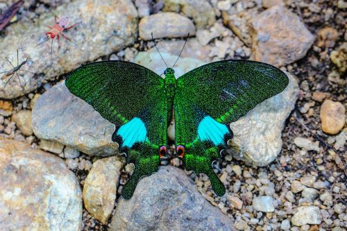 Drugelis Uolos, Esančios Parisoje, Wong Papilionidae, Vabzdžiai, Gamta, Miškai, Gražus
