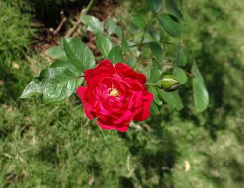 Mygtukas Rožė, Gėlė, Budas, Lapai, Dharwad, Indija