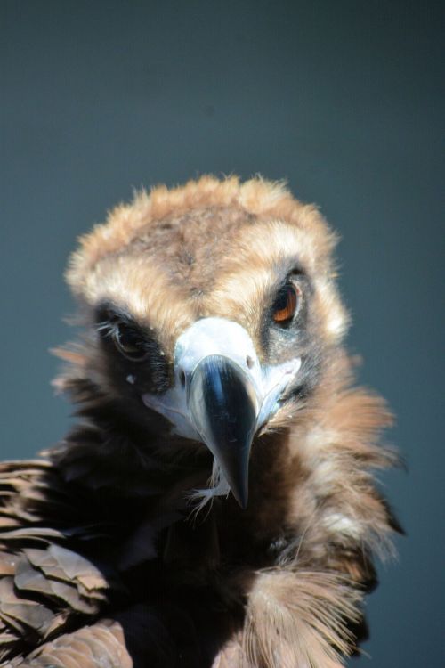 Buzzard, Paukštis, Raptoras, Plėšrusis Paukštis, Žiūri, Smalsiai