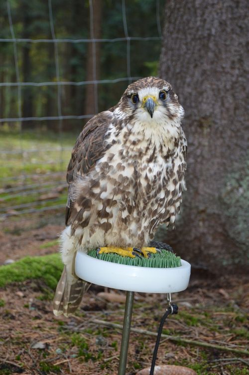 Buzzard, Paukštis, Salkūnai, Plėšrūnas, Plunksna, Snapas, Laukiniai, Sėdi, Miškas, Akis, Parabuteo Unicinctus, Plėšrusis Paukštis, Galva, Veisimo Raptoriai