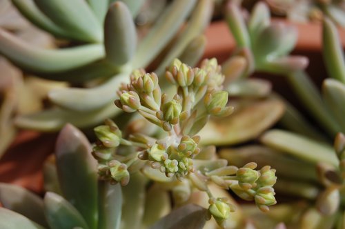 Cactaceae,  Gėlė,  Pobūdį,  Sultingi Augalų