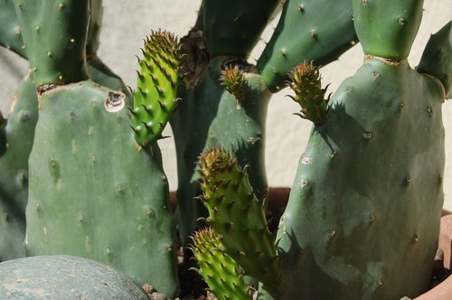 Cactaceae,  Sultingi Augalai,  Keblus,  Opuncijos