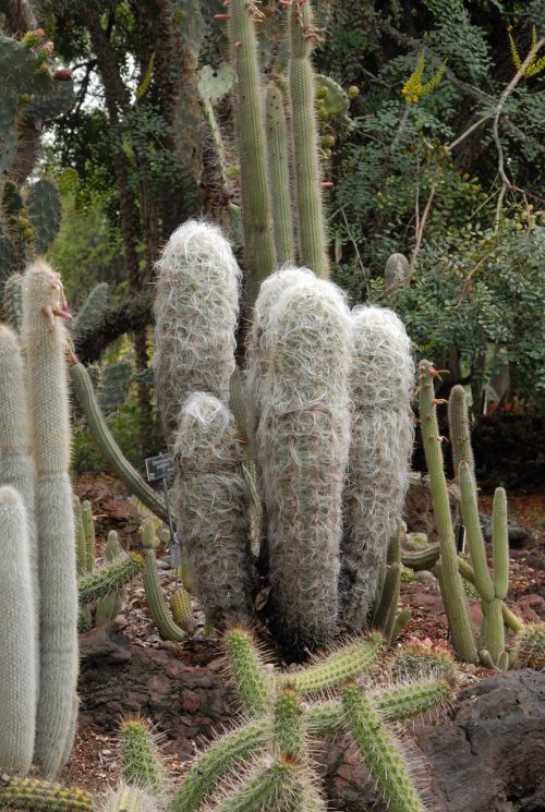 Kaktusai, Andes, Peru, Dykuma
