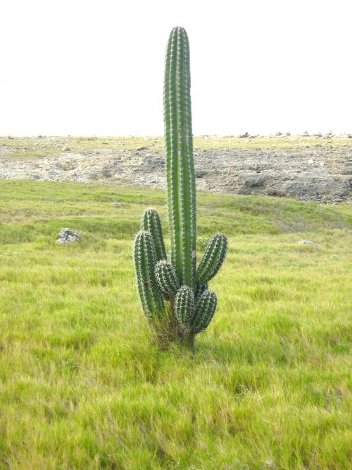 Kaktusai,  Kraštovaizdis,  Aruba